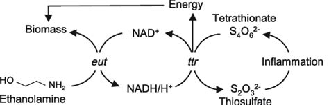 Ethanolamine is often used for alkalinization of water in steam cycles of power plants, including ethanolamine — ˌethəˈnȯləˌmēn, nōl noun etymology: Schematic of ethanolamine utilization and tetrathionate ...