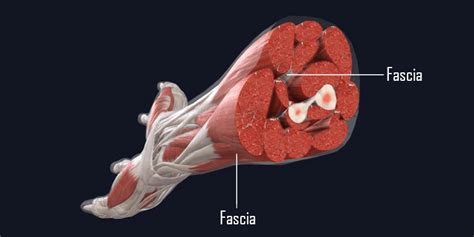 Fascia The Missing Link To Human Health And Well Being Mihapower