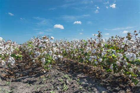 Row Of Cotton Fields Ready For Harvesting In South Texas Usa Stock