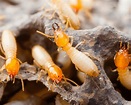 When Does Each Termite Species Swarm In San Antonio, And Which Species ...