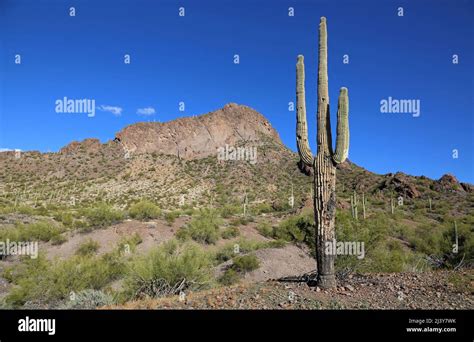 Saguaro Cactus Picacho Peak State Park Arizona Stock Photo Alamy