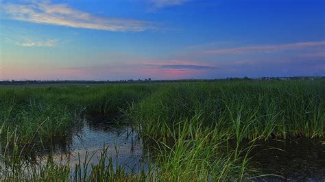 Online Crop Green Grass Field On Body Of Water Under Blue Cloudy Sky