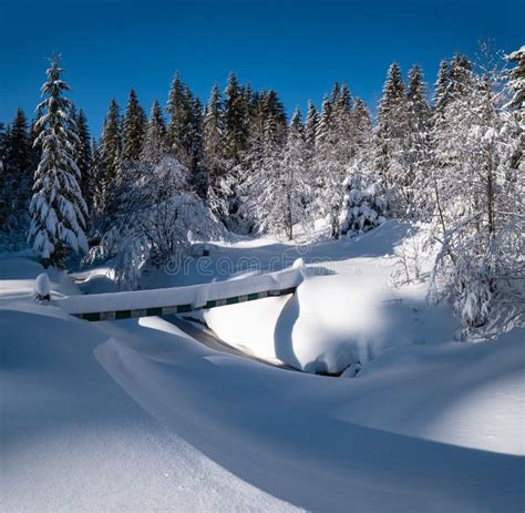 Alpine Mountain Snowy Winter Fir Forest With Snowdrifts And Frozen