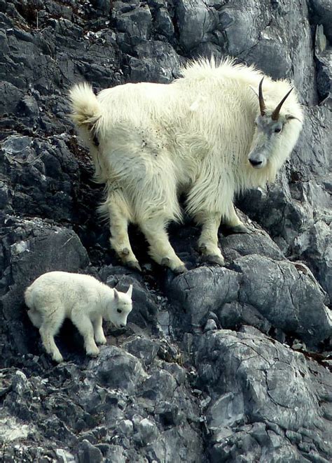 Mountain Goat Meat Traditional Food For Alaskan Natives Mudfooted