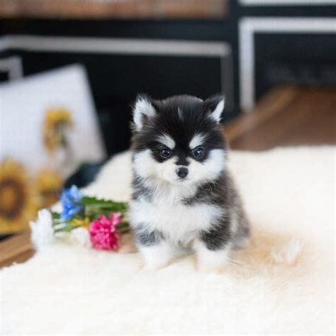 This is a teacup persian kitten for sale. Happy Teacup Pomsky - MICROTEACUPS