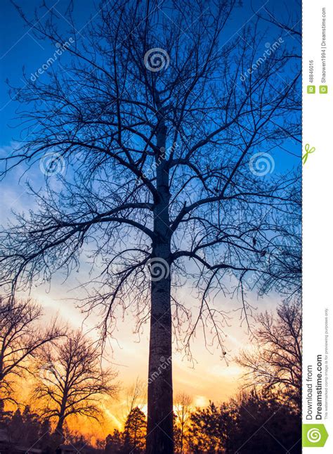 Tree Silhouette At Sunset Stock Photo Image 48846016