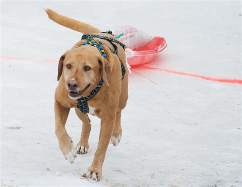 How To Train Your Dog To Pull A Sled The Dog People By