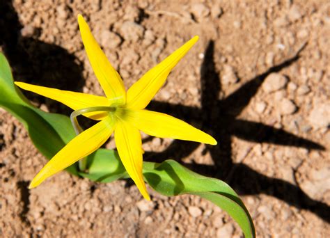 Free Images Nature Leaf Flower Green Shadow Soil Botany Yellow