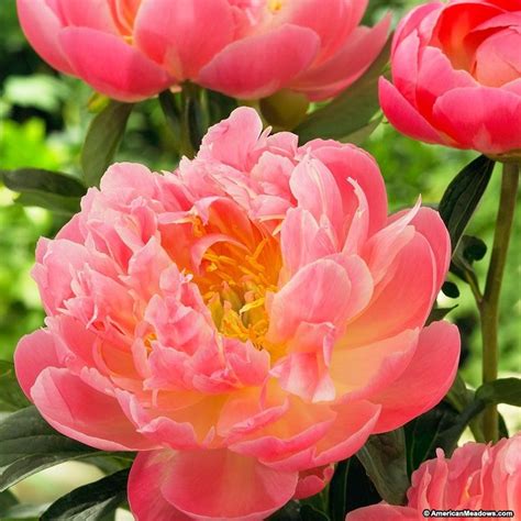 Several Pink Flowers With Green Leaves In The Background