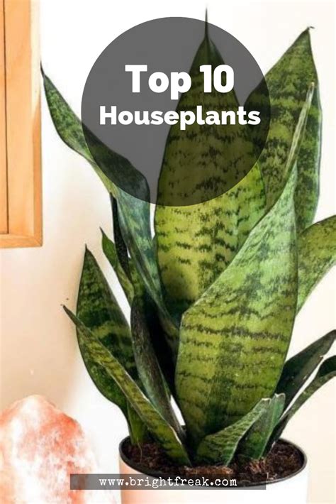Top 10 Houseplants That Relieves Stress And Purifies The Air