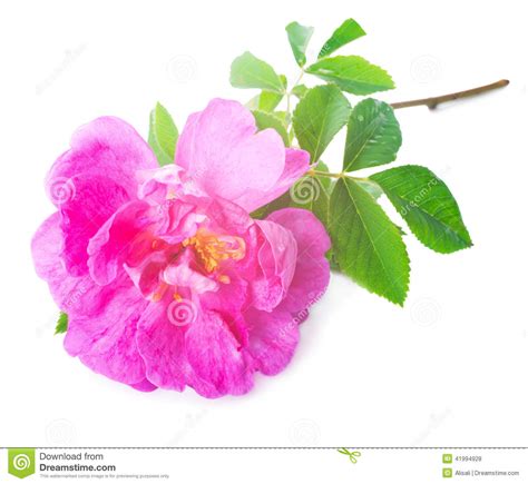 Beautiful Soft Pink Rose Isolated On White Background