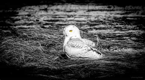 Join The Snowy Owls Only Photo Challenge