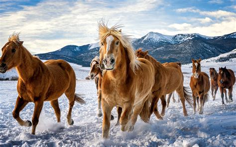 2880x1800 Horses Snow Running 4k Macbook Pro Retina Hd 4k Wallpapers