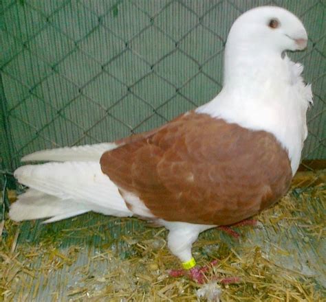 Entente européenne d'aviculture et de cuniculture. The Racing Pigeon HD wallpaper: Antwerp Smerle Pigeon ...