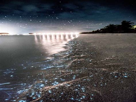 Why Does Maldives Beach Glow At Night South Slope News