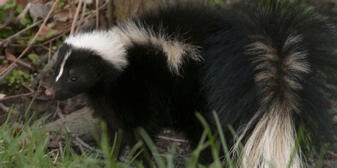 3 Factors That Can Attract Skunks To Your Yard American Bio Tech