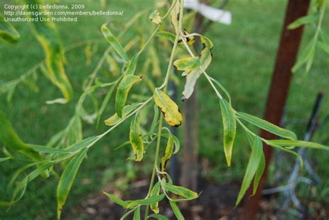 Garden Pests And Diseases Weeping Willow Dying 1 By