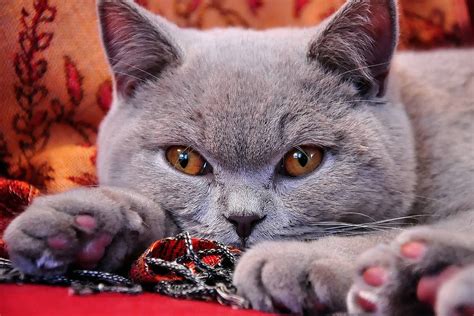 Six Things About British Shorthairs You Didnt Know