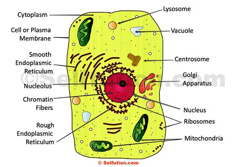 Plasma membrane, cell wall, cytoplasm, nucleus, mitochondria. Structure of Generalized Cell | Plant and Animal » Selftution