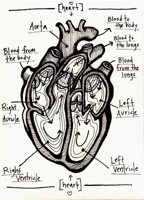 Best 25 Anatomical Heart Ideas On Pinterest Human Heart