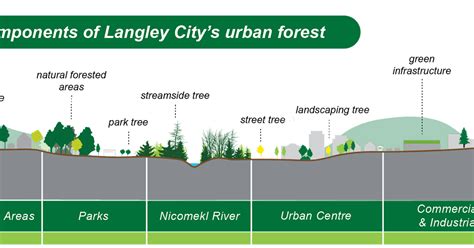 The South Fraser Blog Tree Protection And Urban Forest Growth In
