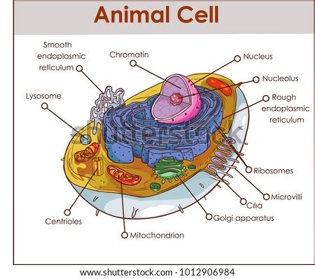 Check spelling or type a new query. Animal Cell Anatomy Diagram Structure All Stock Vector ...