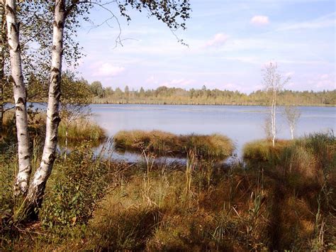 Free Images Tree Water Grass Marsh Swamp Wilderness Lake Pond