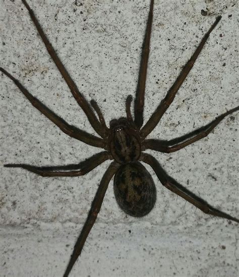 Sex Crazed Spiders As Big As Mice To Invade Merseyside Homes