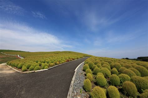 Hitachi Seaside Park In Hitachinaka Ibaraki Japan Cool Places To