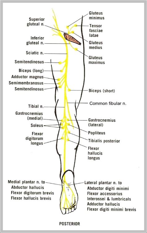 Sciatic Nerve Anatomy Diagram Anatomy System Human Body Anatomy Diagram And Chart