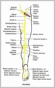 Sciatic Nerve Anatomy Diagram 744 1234 Anatomy System Human Body