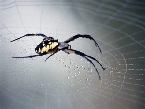 1366x768px Scary Spider Wallpaper Wallpapersafari