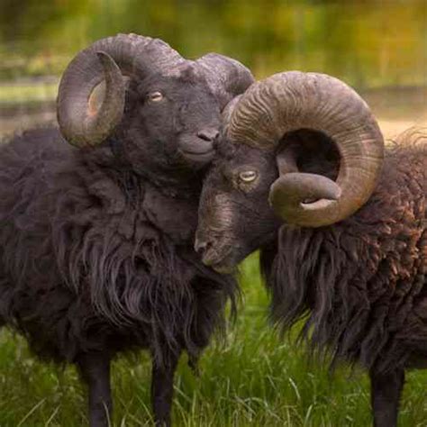 ⋆ Wiltshire Horned Sheep Characteristics Origins And Breed