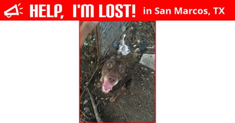 Lost Dog San Marcos Texas Max