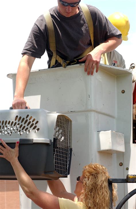 Kite nest removed to stop parents' aggressive behavior ...
