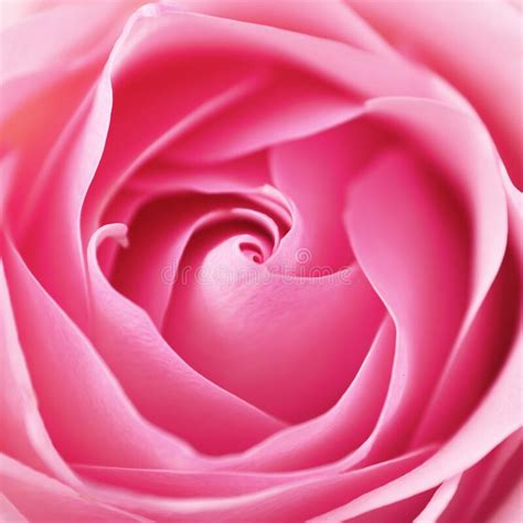 Beautiful Pink Rose Close Up Stock Photo Image Of Blossom Freshness