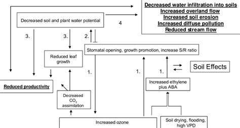 2 Schematic Of Ozone Effects On Plant Water Relations And Implications
