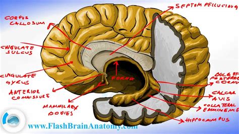 Fornix Function The Commissure Of The Fornix Also Serves To Connect The Two