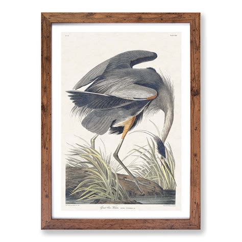 Great Blue Heron Landscape Bird John James Audubon Wall Art Framed