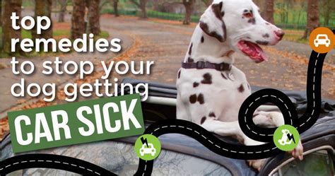 Motion Sickness Remedies For Dogs