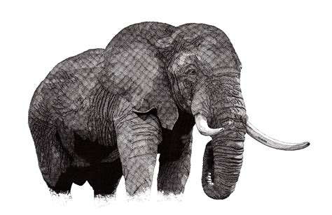 African Elephant African Elephant Elephant Elephant Drawing