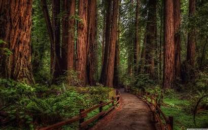 Rainforest Grove Cathedral 4k Woods Forest Redwood