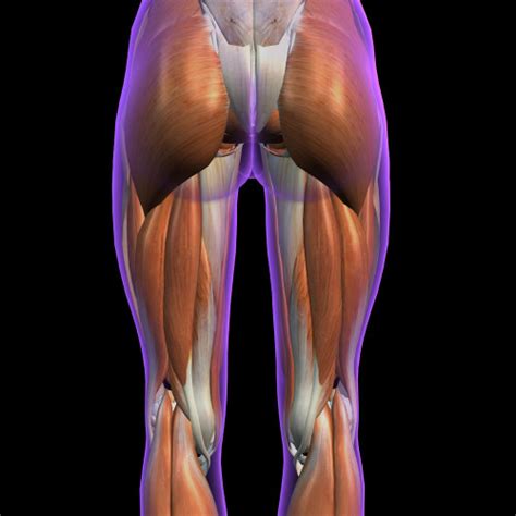 Posterior View Of Female Hip And Leg Muscles On Black Background