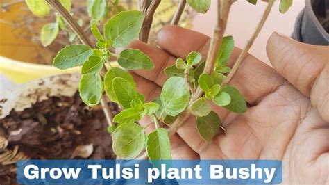 How To Grow Tulsi Plant Bushy Grow Tulsi Plant Fast And Easy Youtube