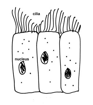 Animal cells come in all kinds of shapes and sizes, with their size ranging from a few millimeters to micrometers. What are the functions of ciliated cells? - Quora