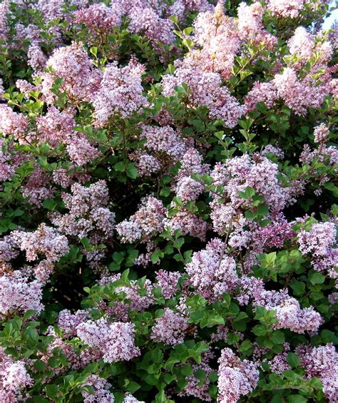 Dwarf Korean Lilac Standard Tree Form Bower And Branch Unique Trees
