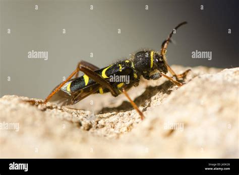 Wasp Beetle Clytus Arietis A Striking Yellow And Black Wasp Mimic In