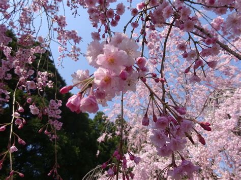 Weeping Cherry Blossom That Attract 70000people♡ Fukuitravel福井＆旅行情報