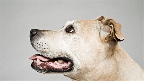 O Que é O “cão De Pavlov” Super