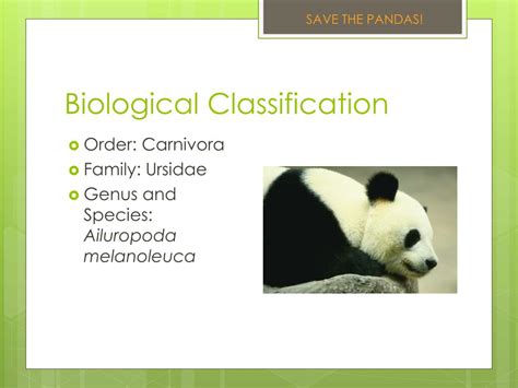 Ppt The Giant Pandas Powerpoint Presentation Free Download Id3062419